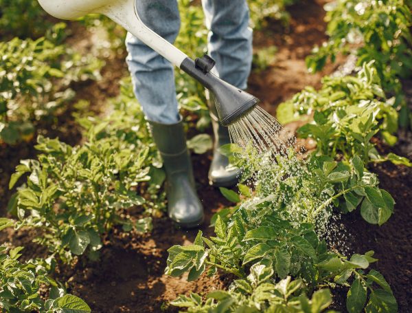 Frances Baard District Municipality Mayor & Dikgatlong Local Municipality Mayor lead officials to establish backyard gardens